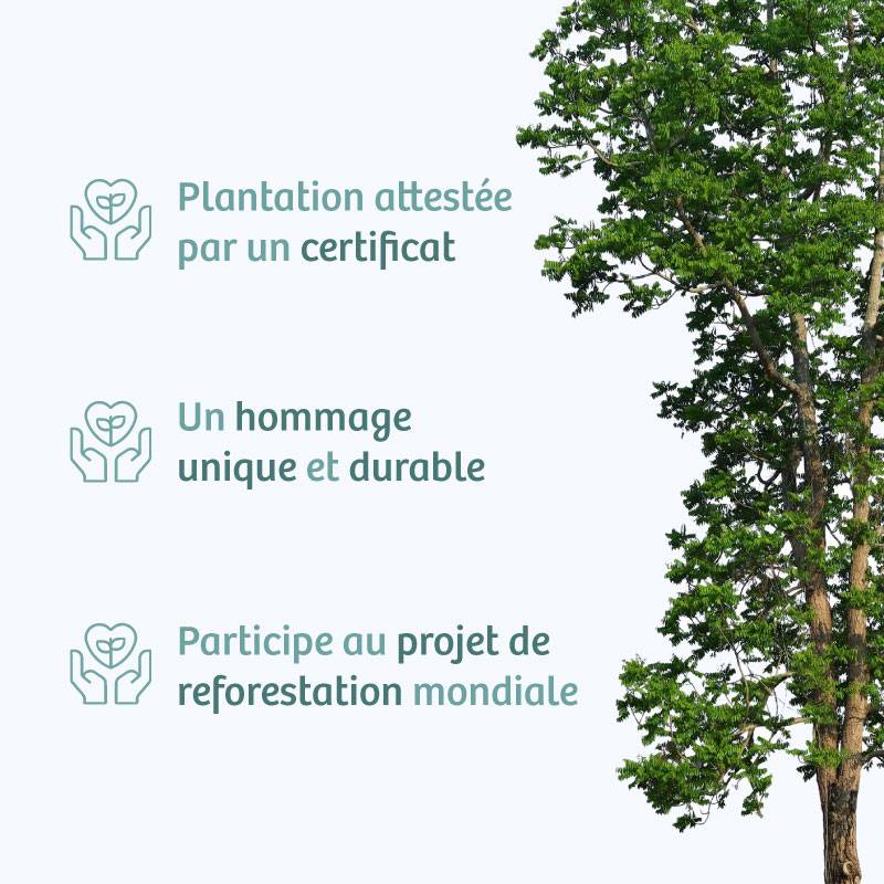 Planter un arbre en hommage à M. Gérard PuJO